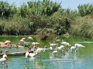 The Bird Park Malta